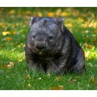 Nacktnasenwombat