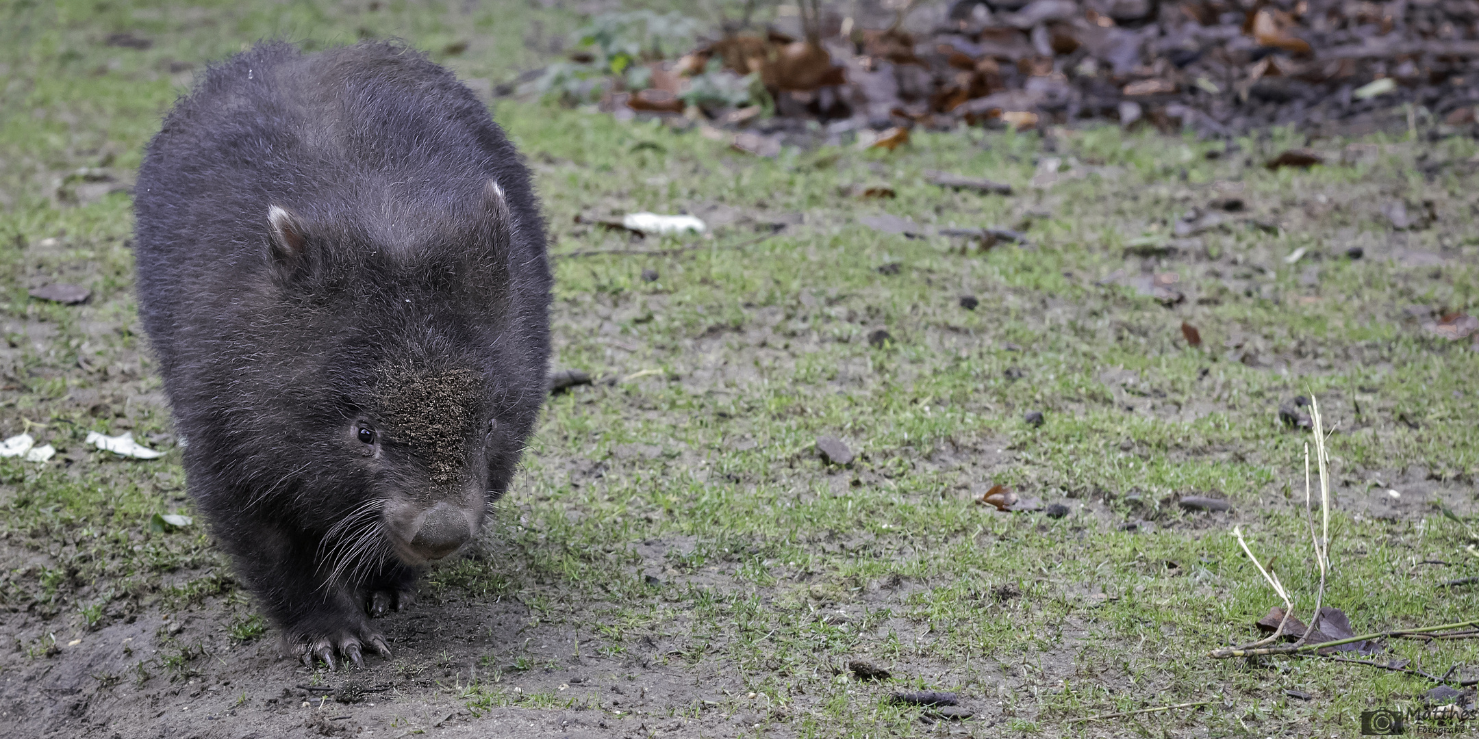 Nacktnasenwombat