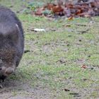 Nacktnasenwombat