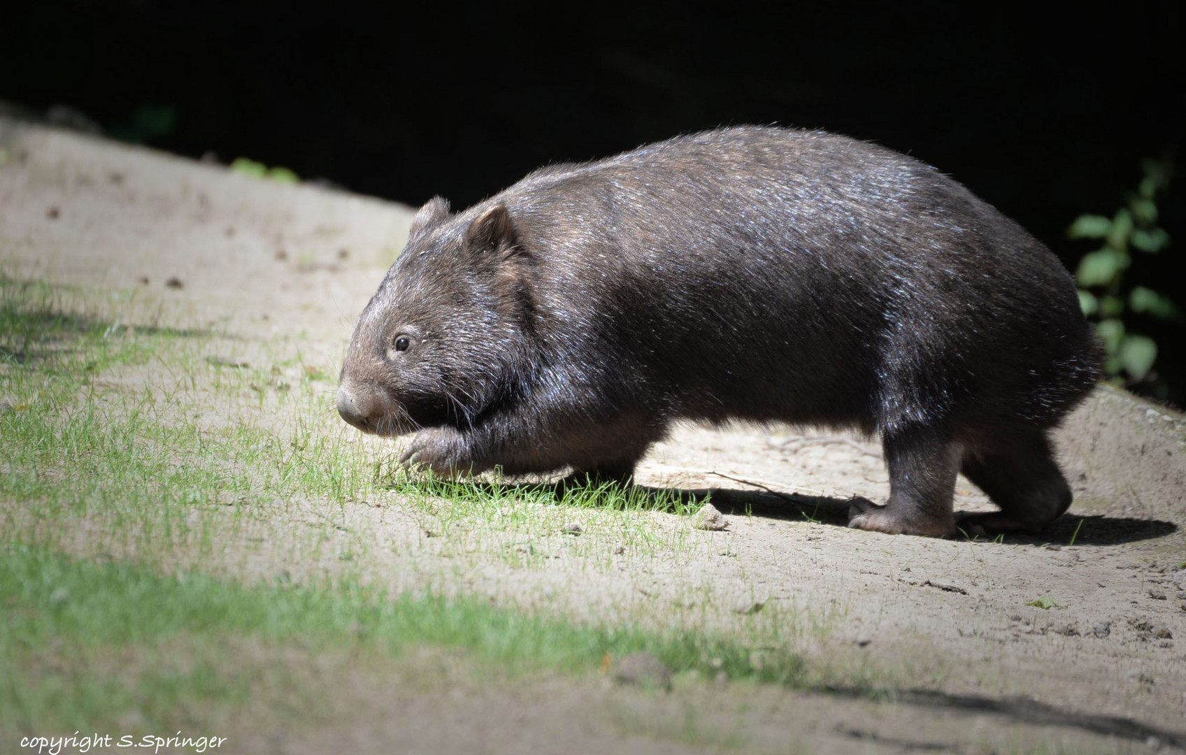 Nacktnasenwombat.....