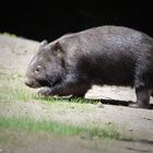 Nacktnasenwombat.....