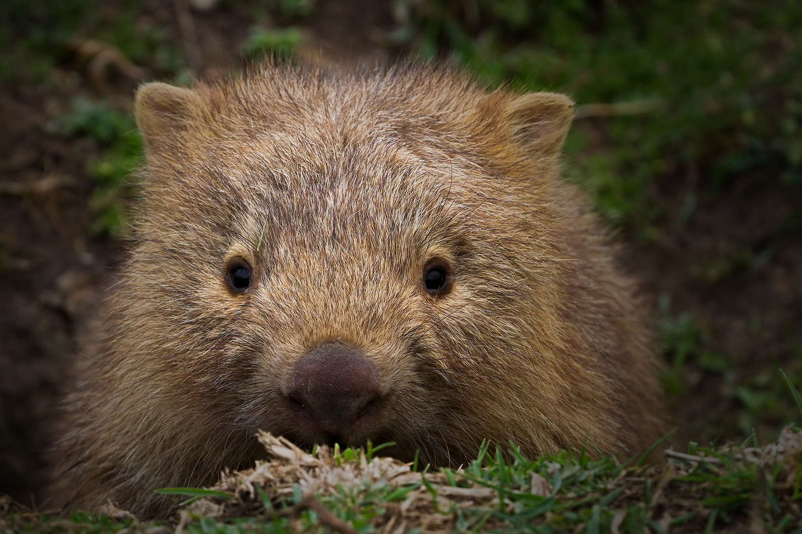 Nacktnasenwombat Teenager