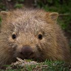 Nacktnasenwombat Teenager