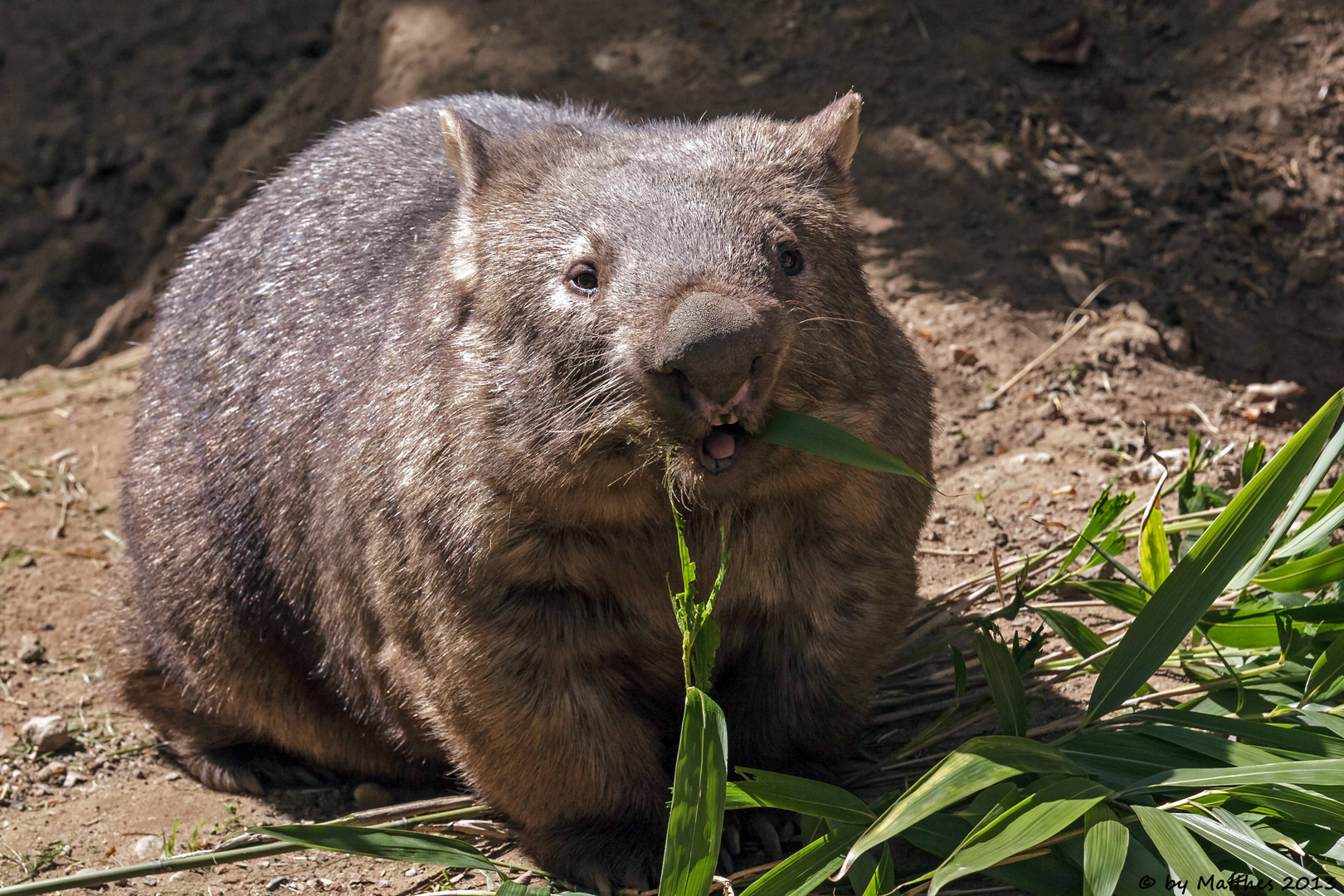 Nacktnasenwombat (Vombatus ursinus)