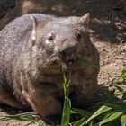 Nacktnasenwombat (Vombatus ursinus)