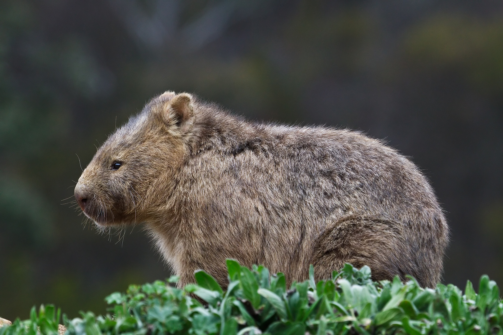 Nacktnasenwombat (Vombatus ursinus)