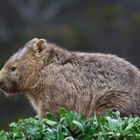 Nacktnasenwombat (Vombatus ursinus)