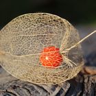 Nacktschattengewächs....ähh Nachtschattengewächs