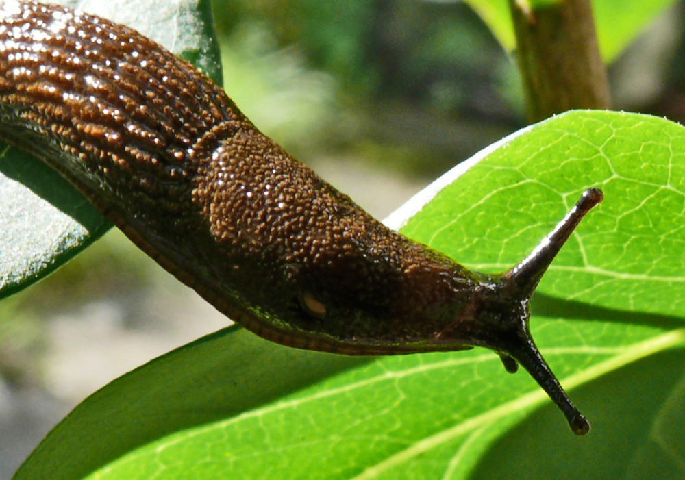 Nacktschnecke