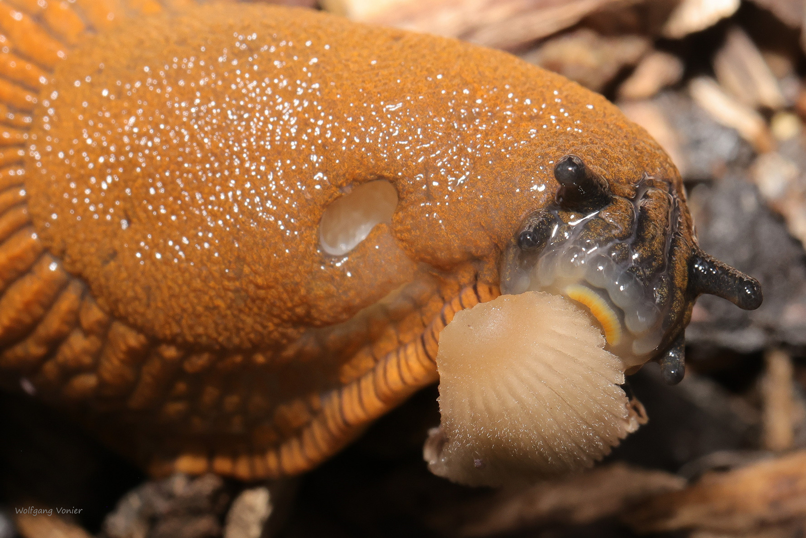 Nacktschnecke