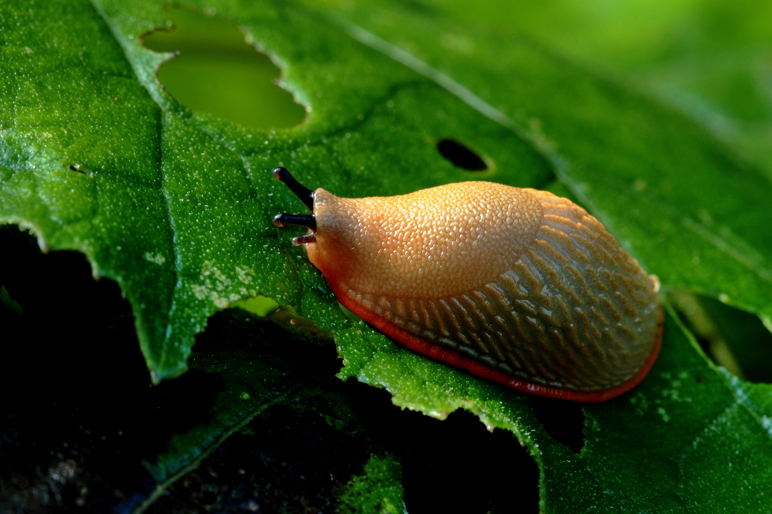 Nacktschnecke