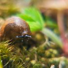 Nacktschnecke 2015/05/24-001