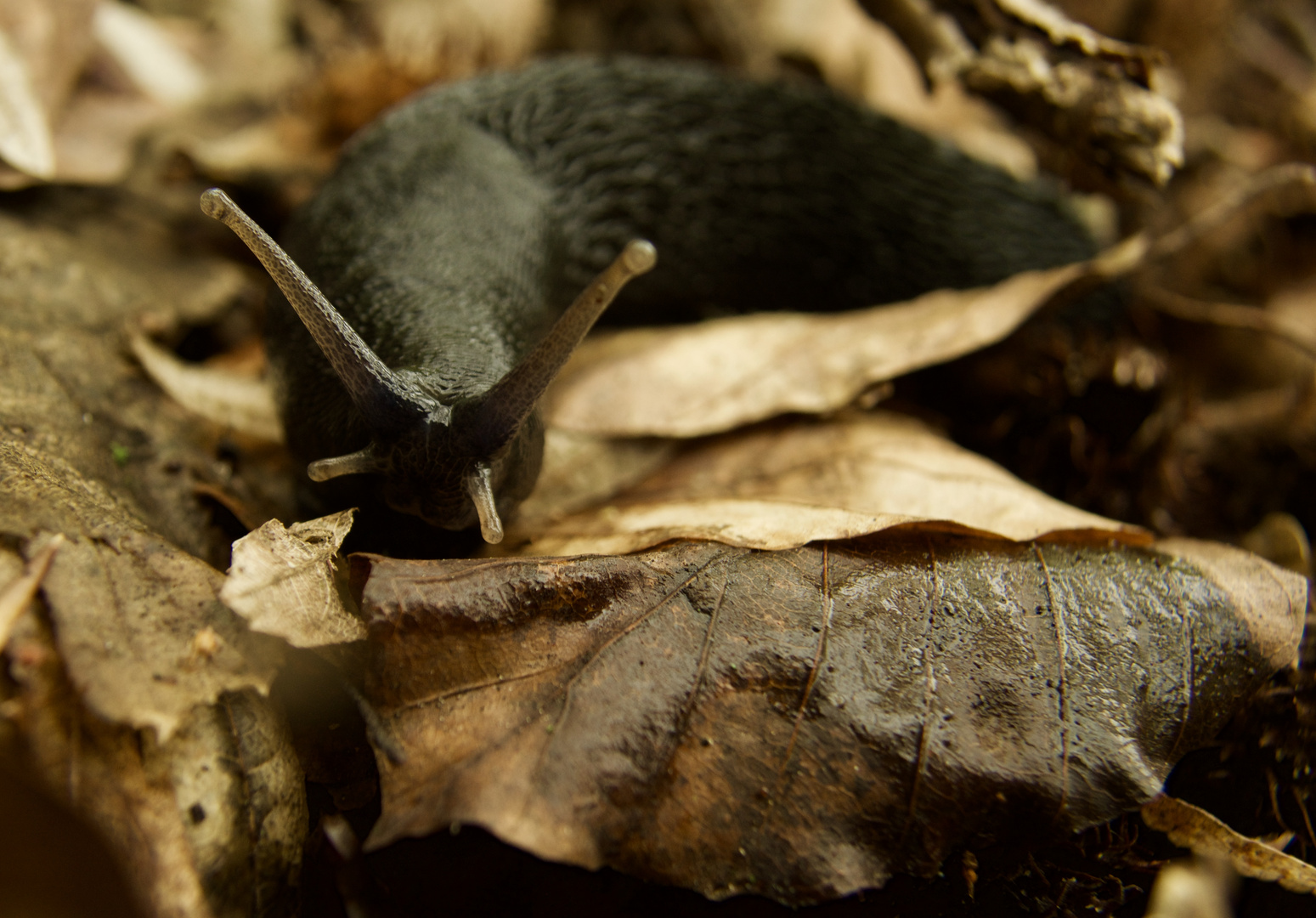 Nacktschnecke.