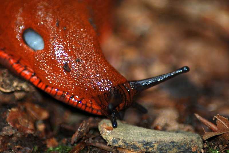 Nacktschnecke