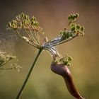 Nacktschnecke