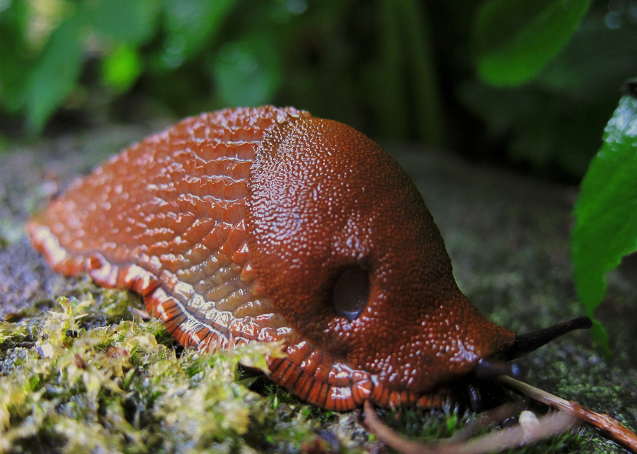 Nacktschnecke