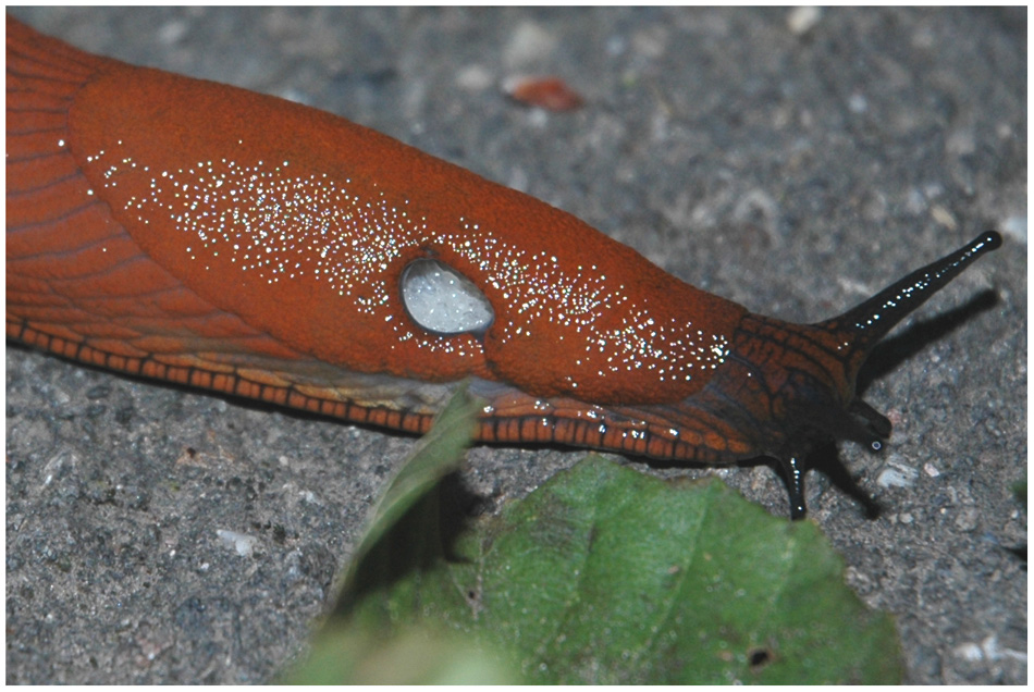 nacktschnecke