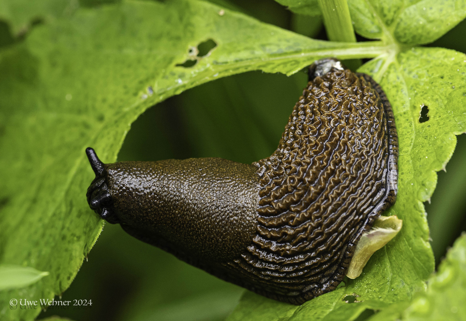 Nacktschnecke