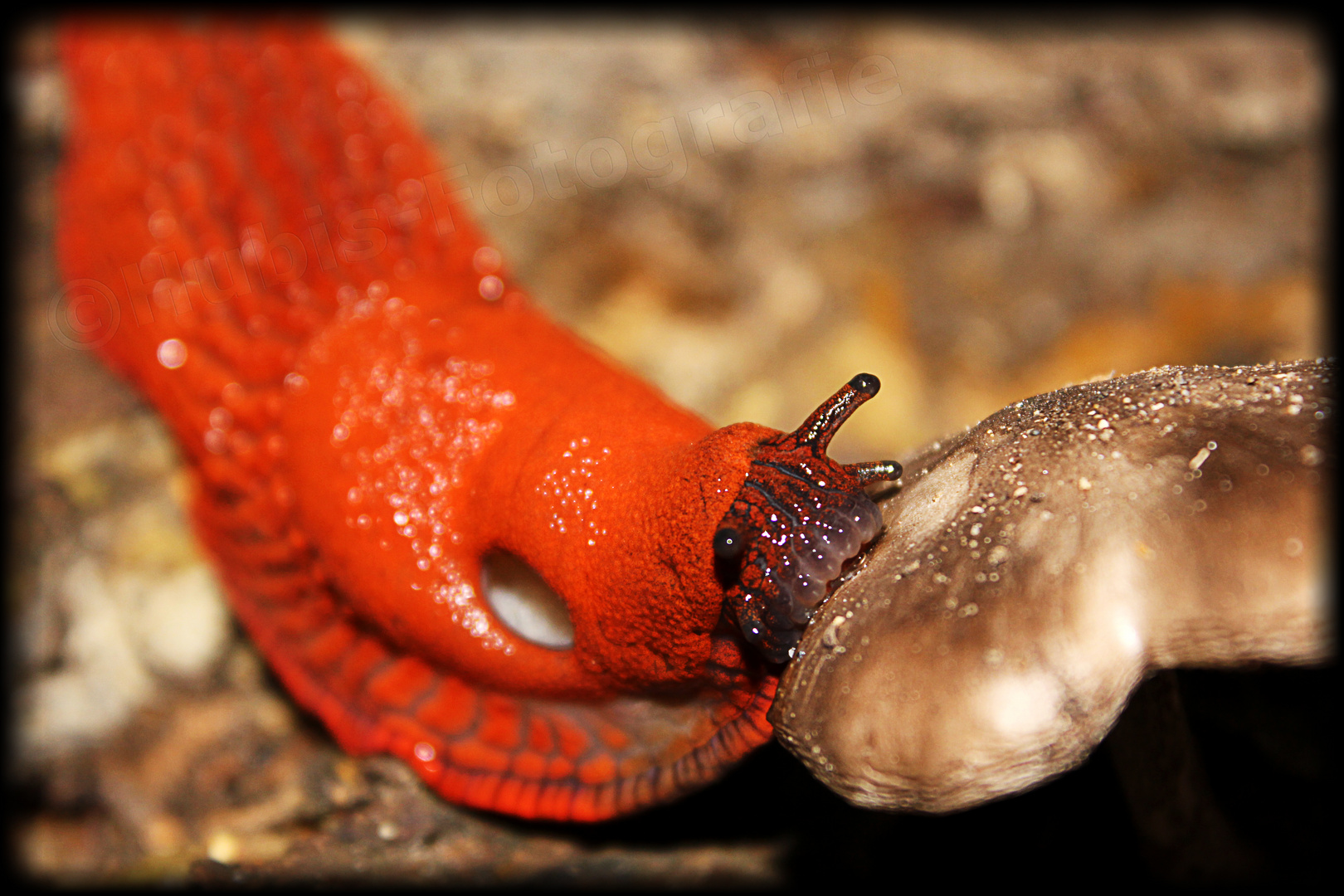 Nacktschnecke