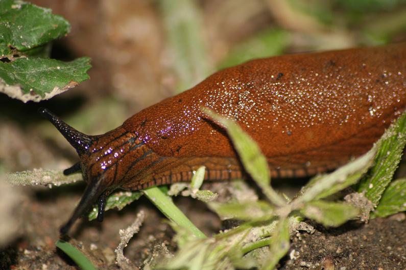 Nacktschnecke