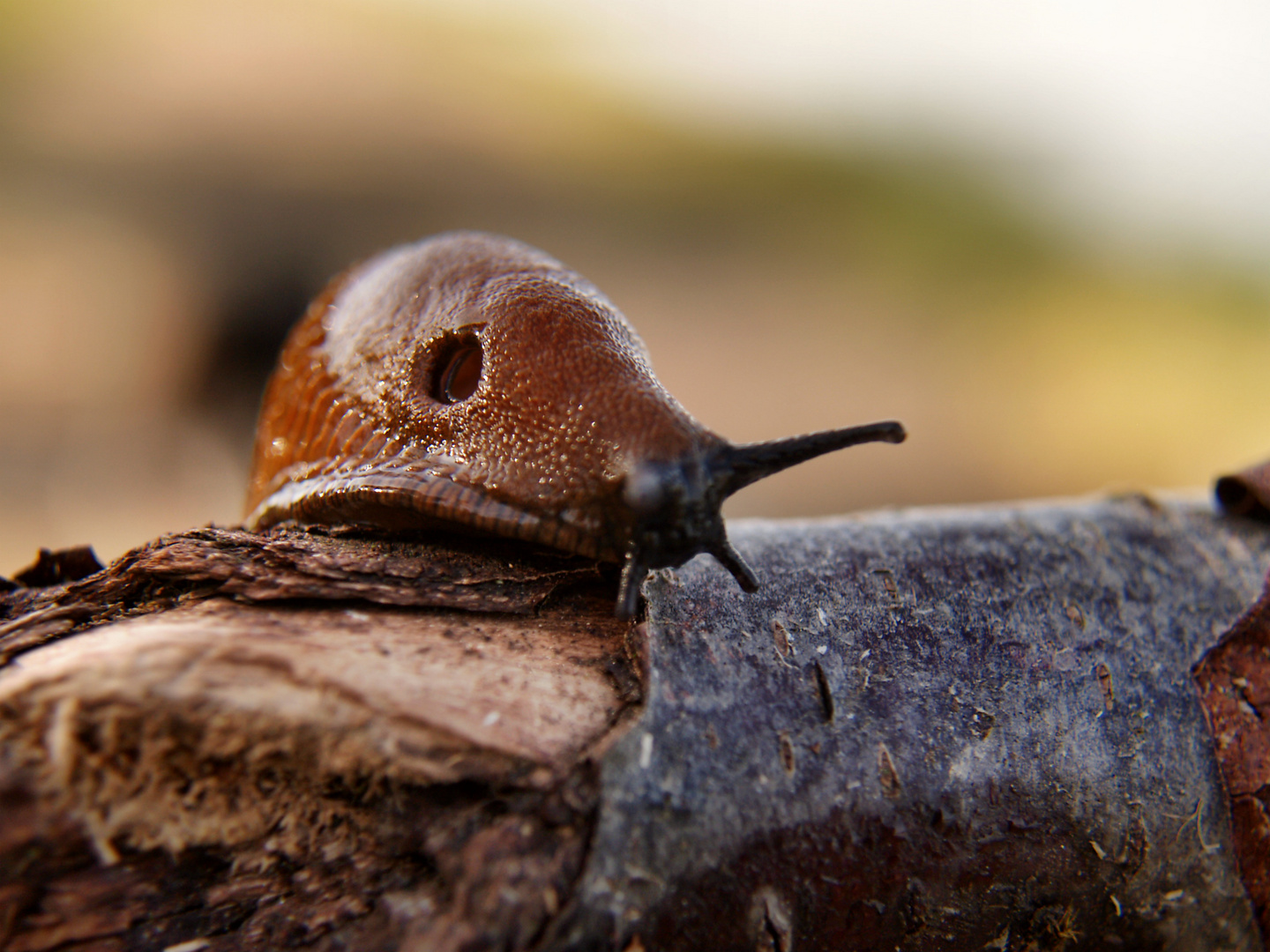 Nacktschnecke