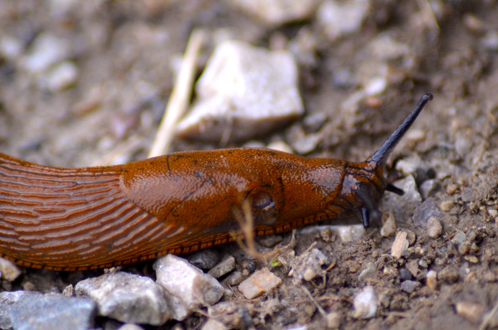 Nacktschnecke