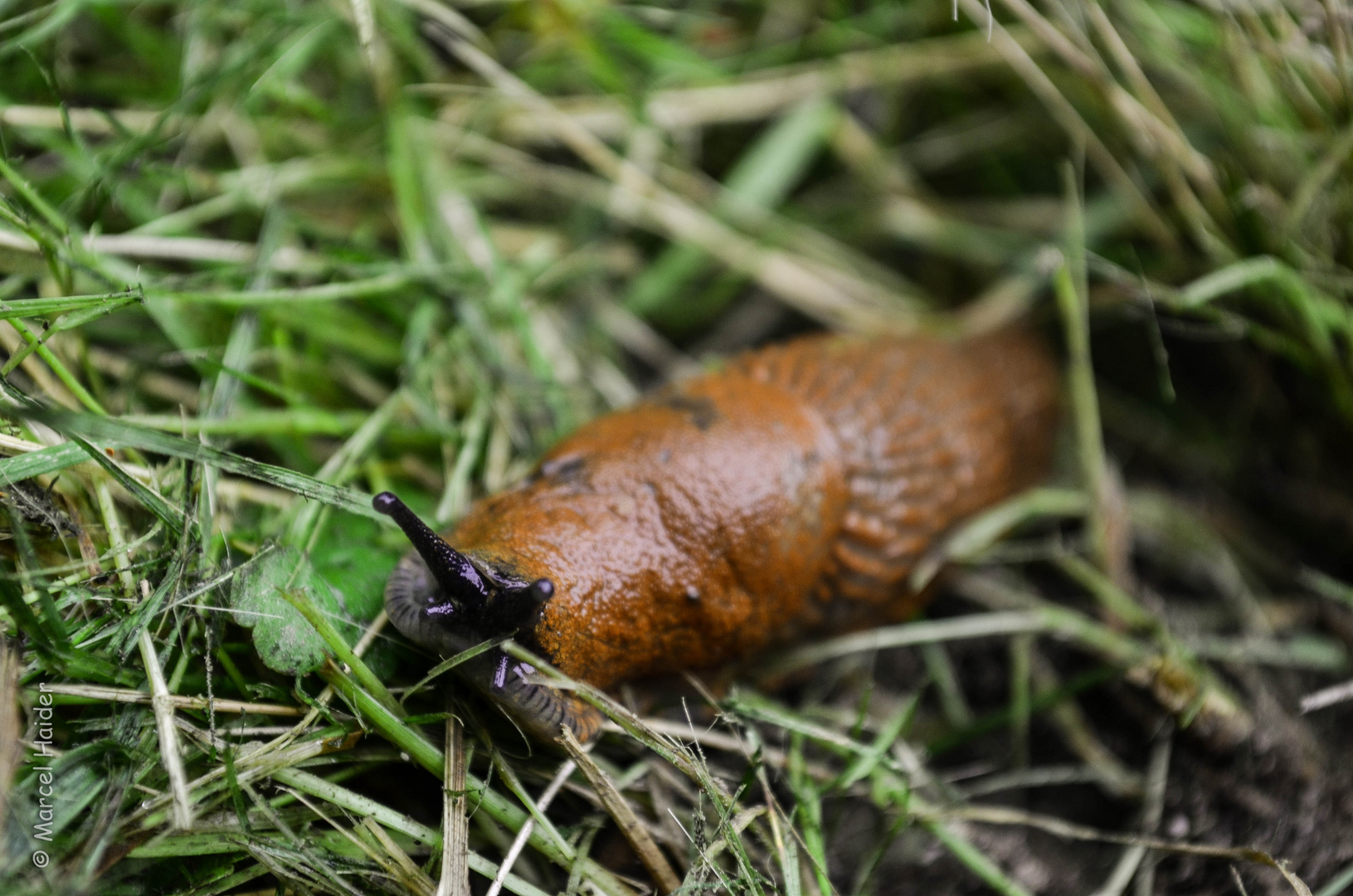 Nacktschnecke