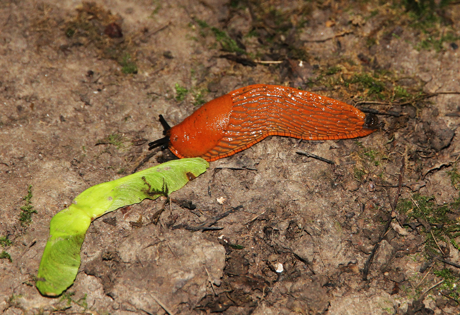 Nacktschnecke