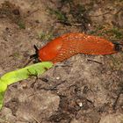 Nacktschnecke