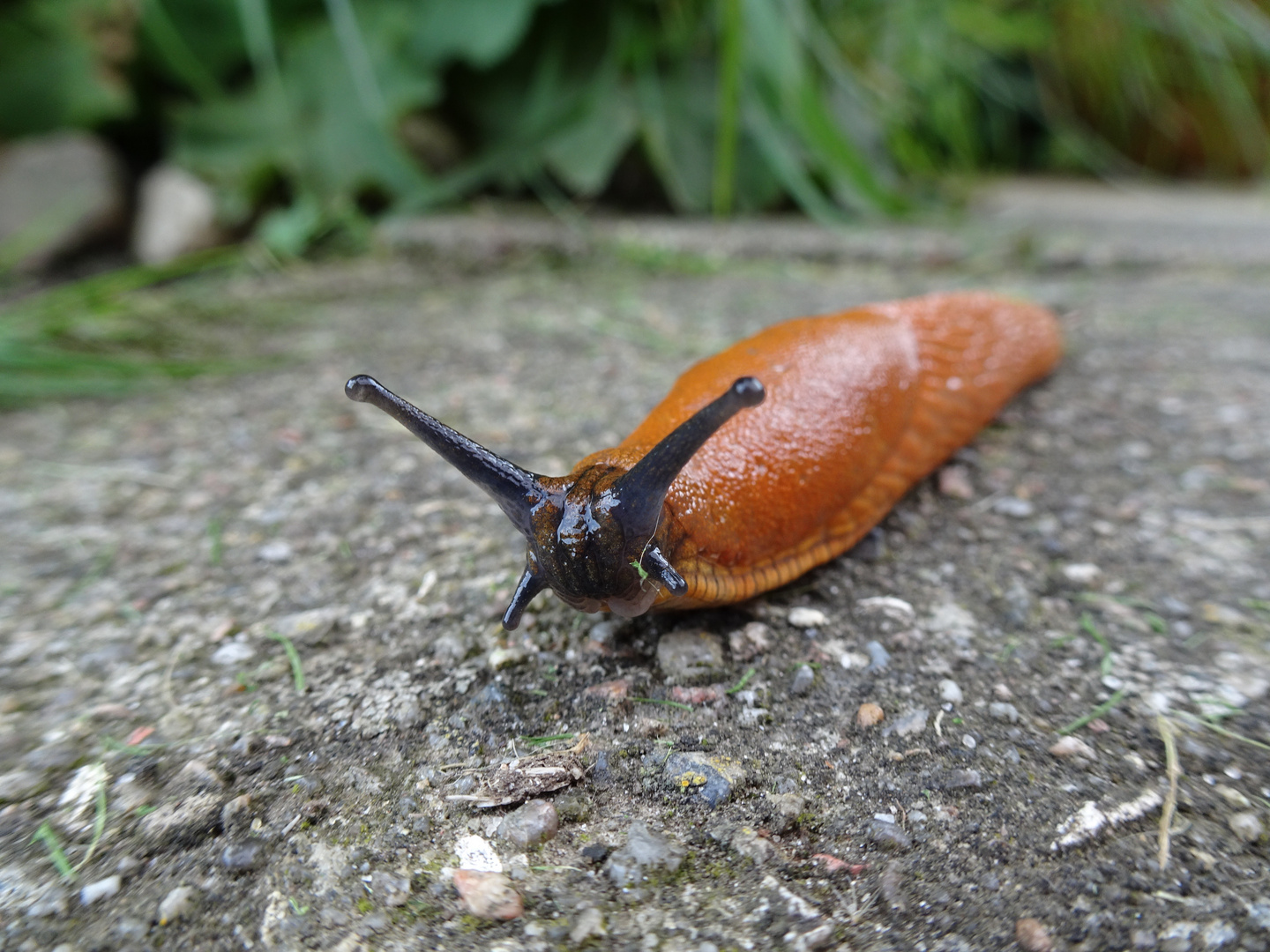 Nacktschnecke