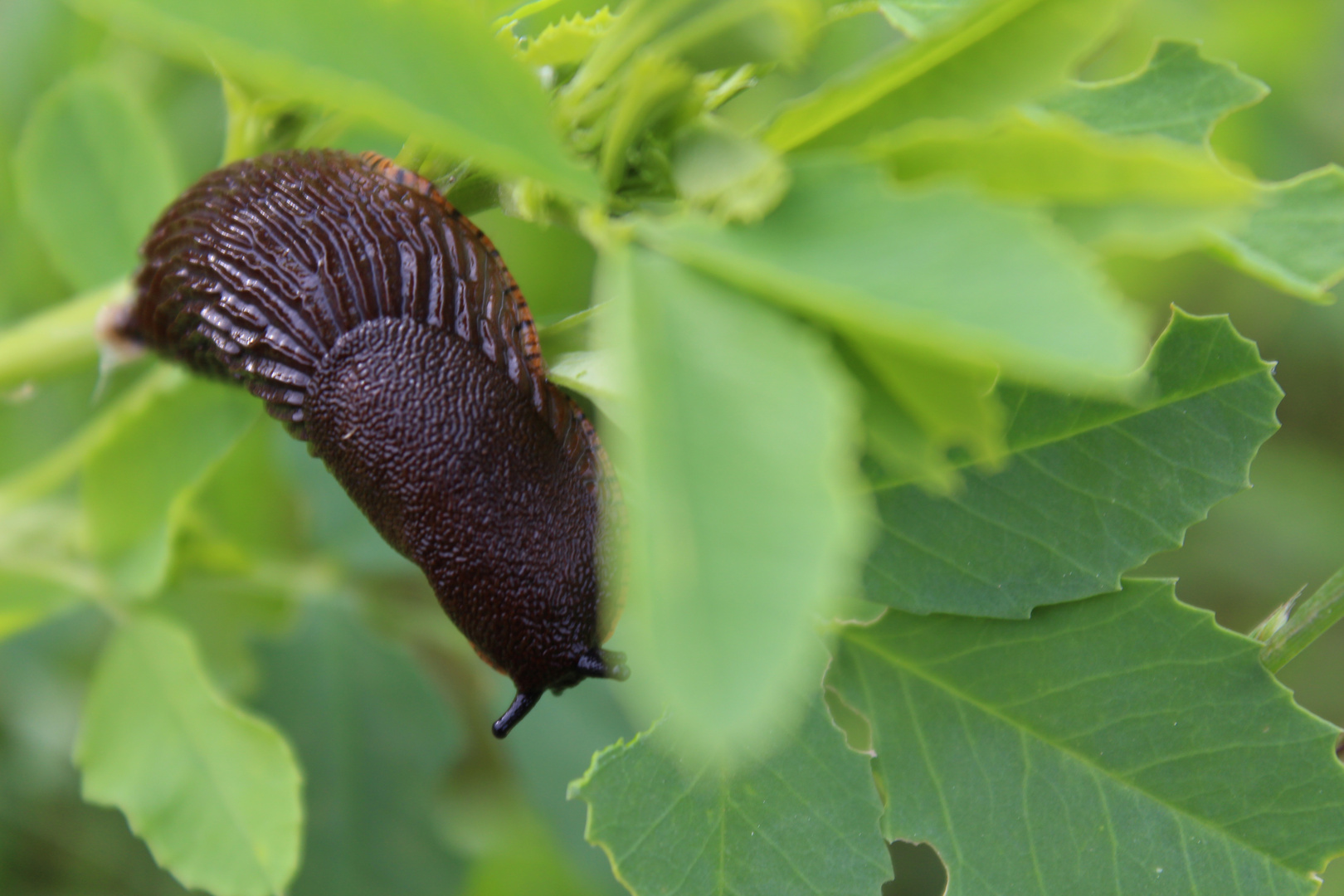 Nacktschnecke