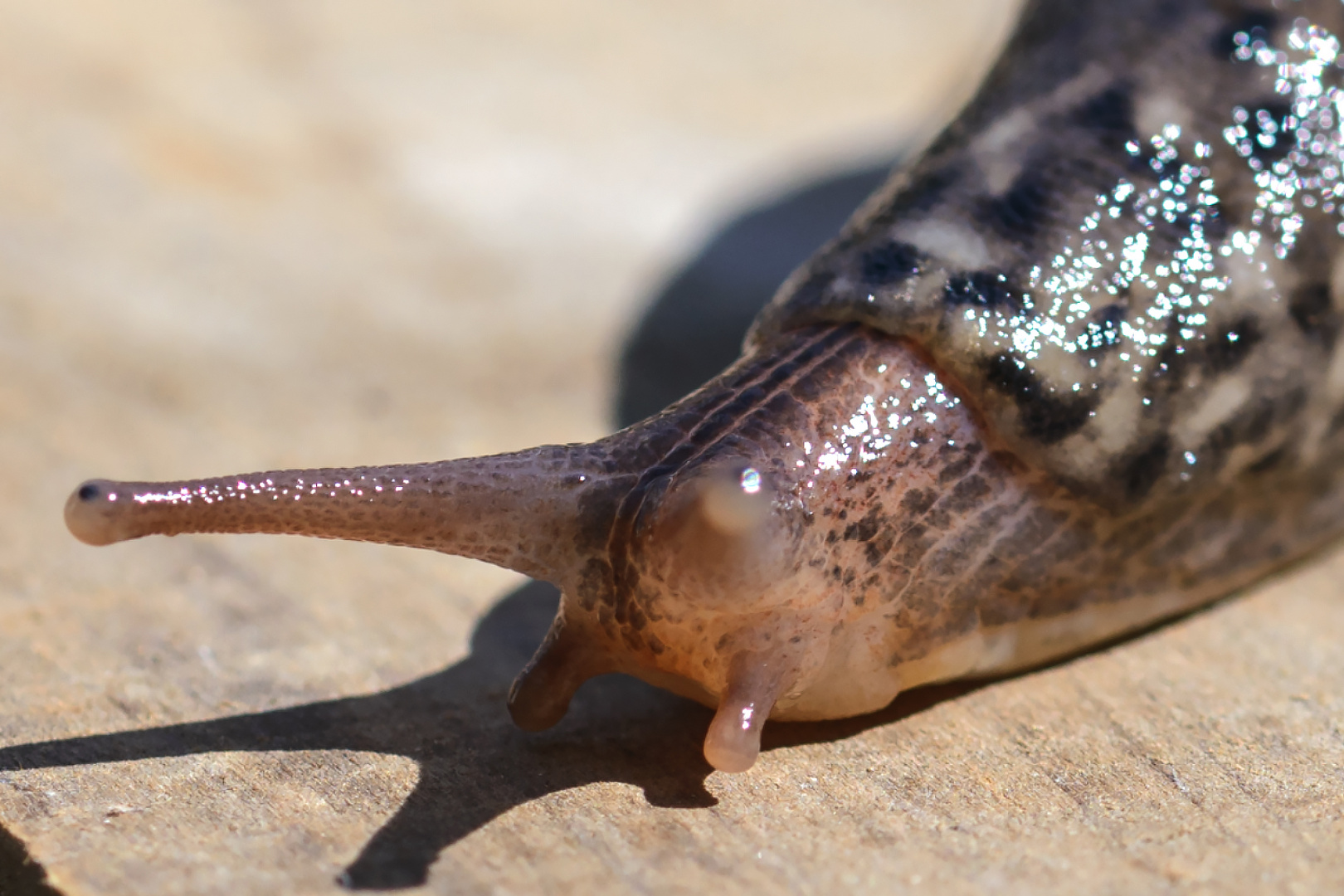 Nacktschnecke