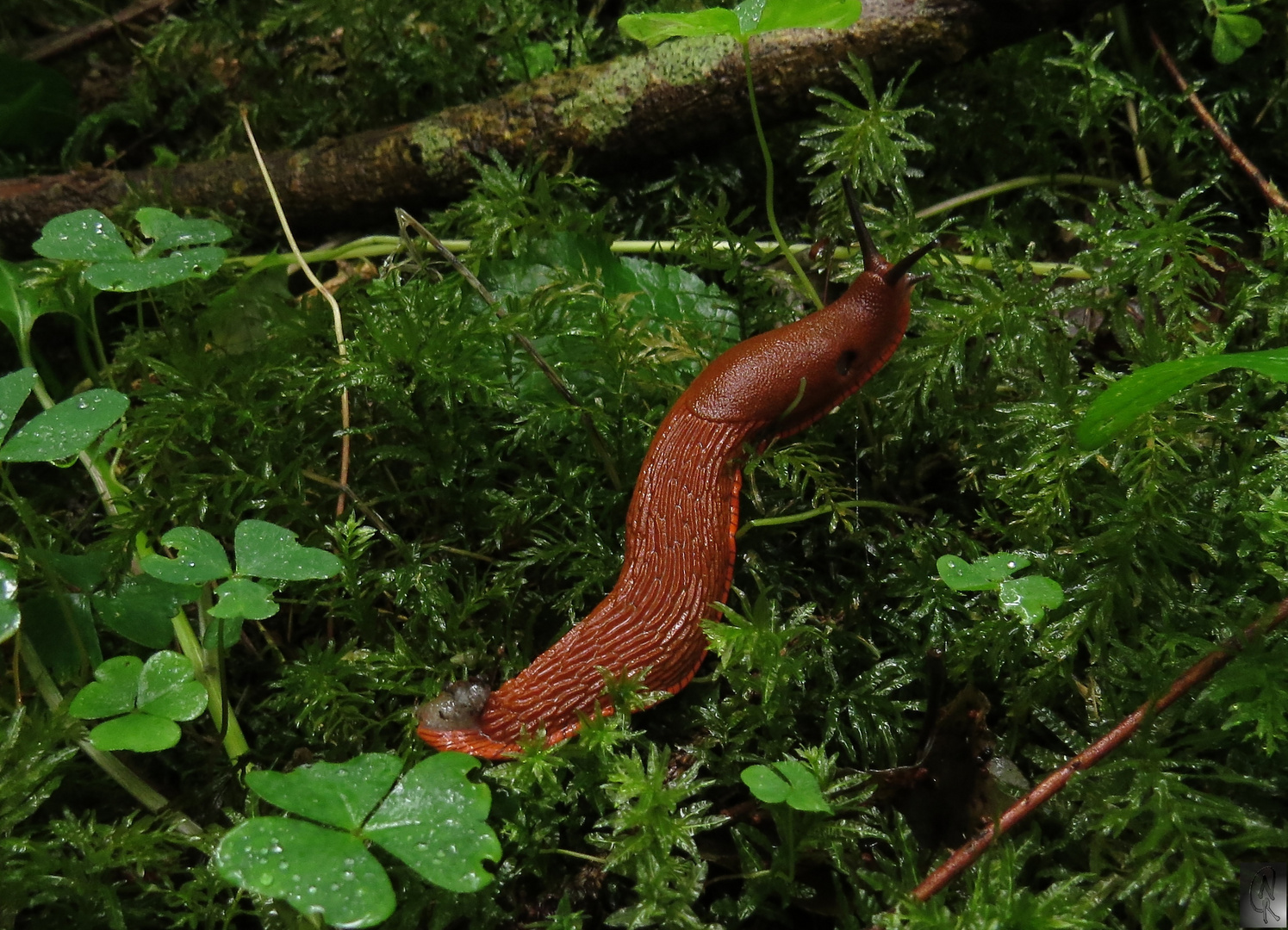 Nacktschnecke