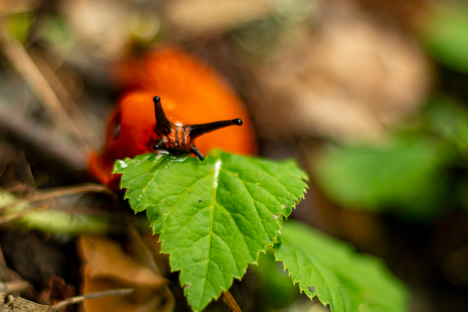 Nacktschnecke