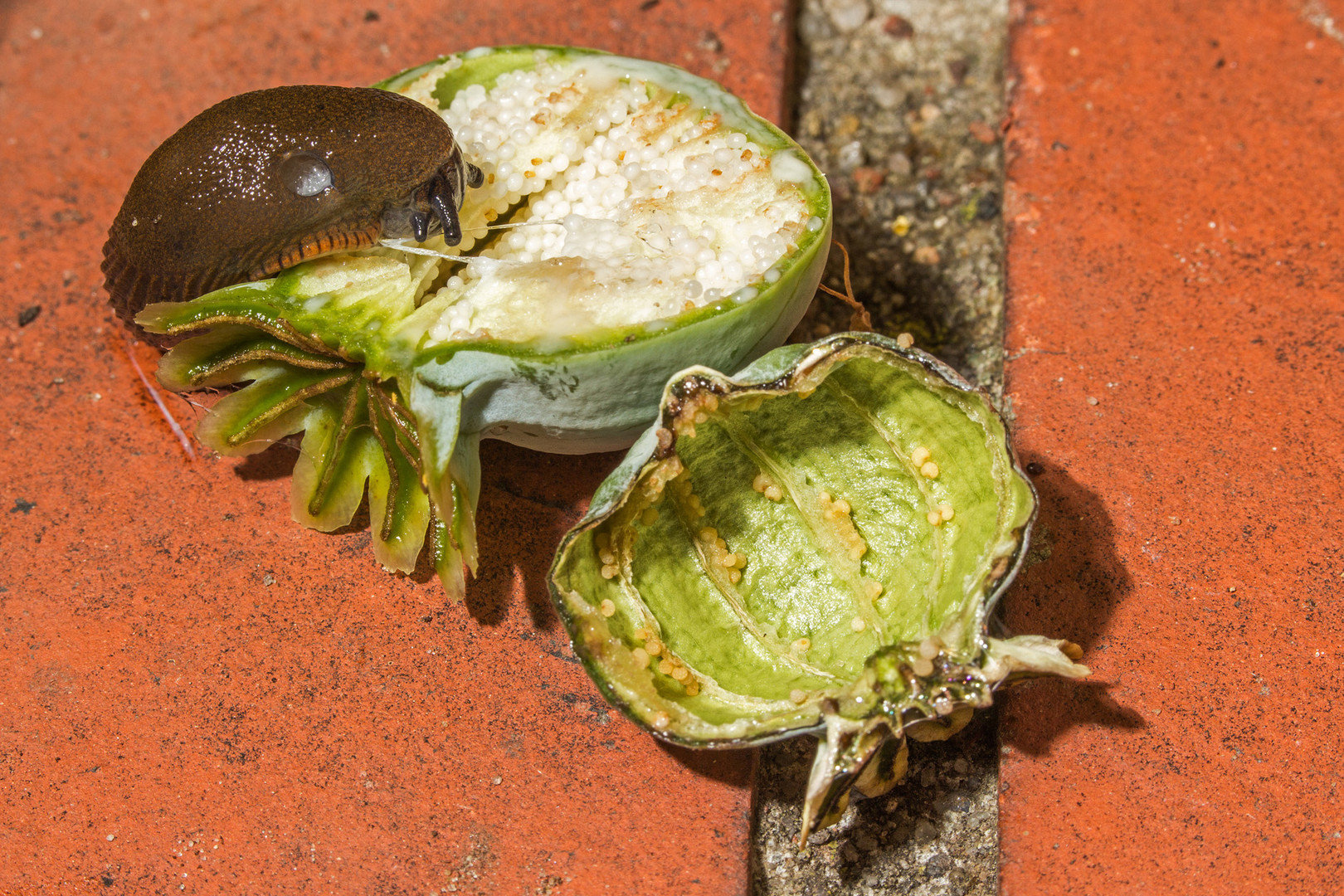 Nacktschnecke