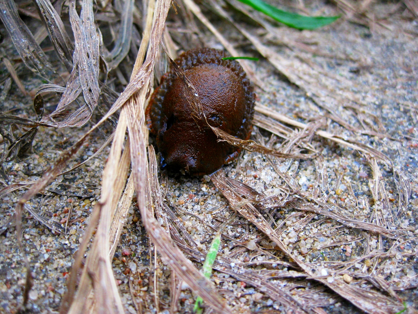 Nacktschnecke