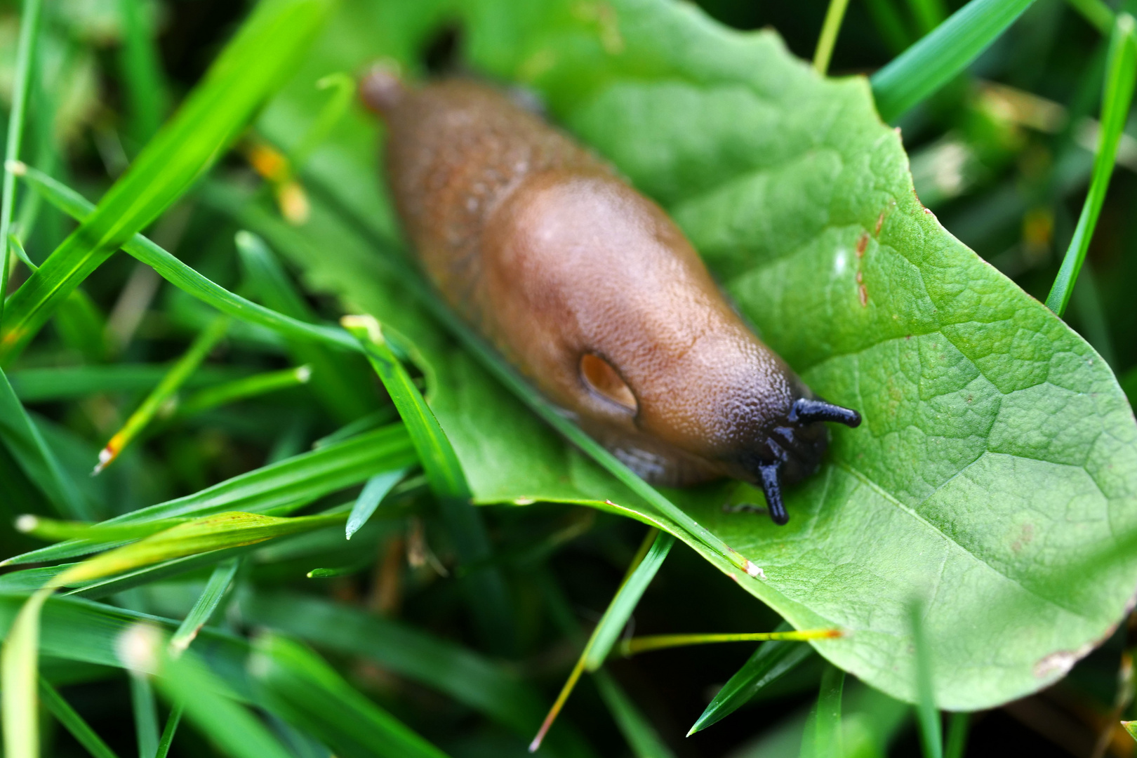 Nacktschnecke