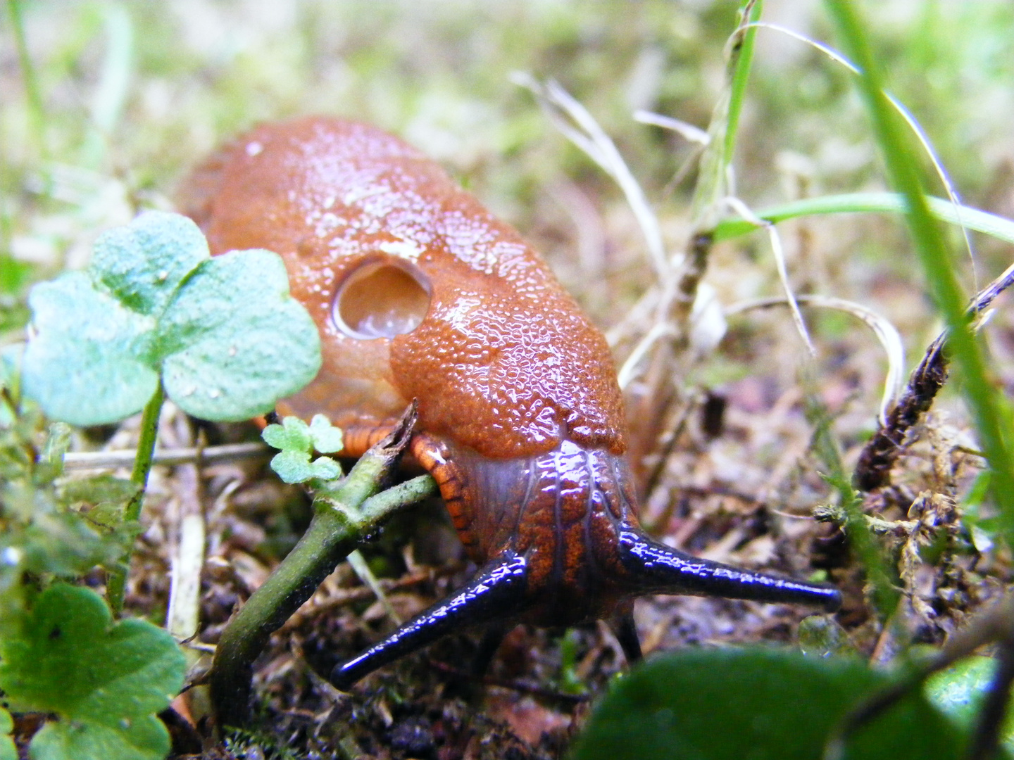 Nacktschnecke