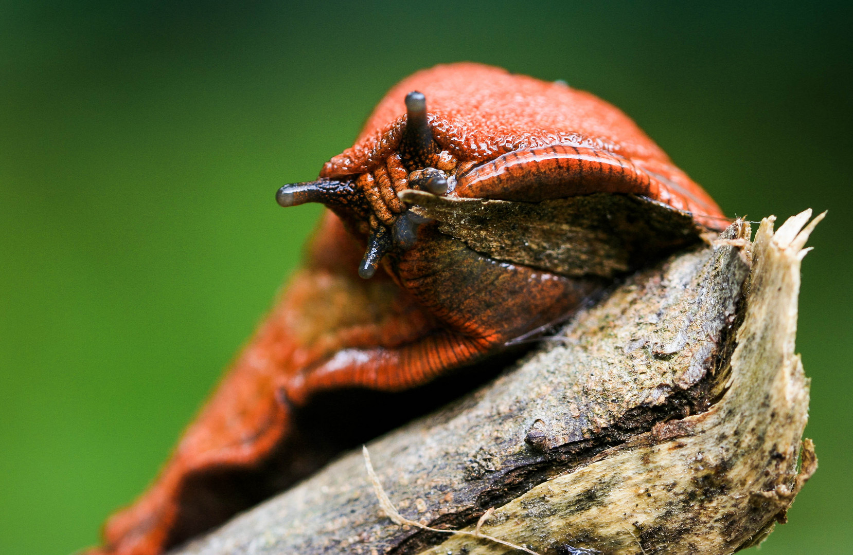 Nacktschnecke