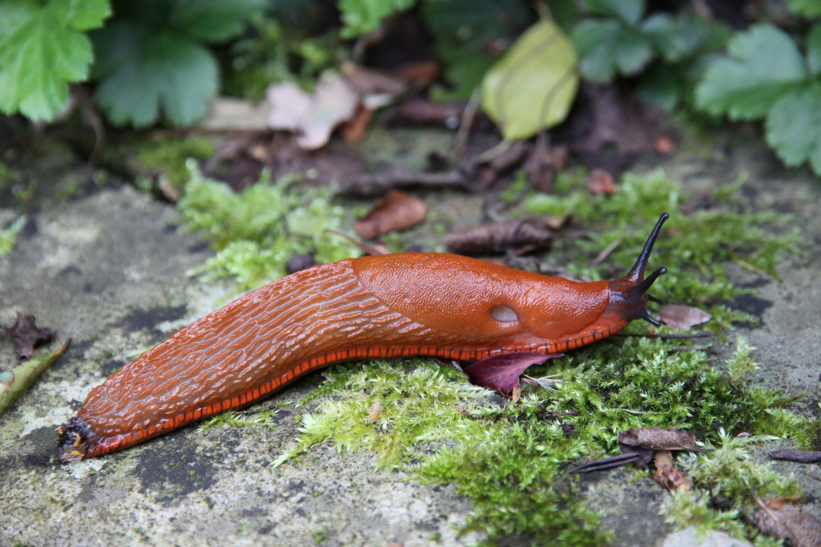 Nacktschnecke