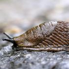 Nacktschnecke