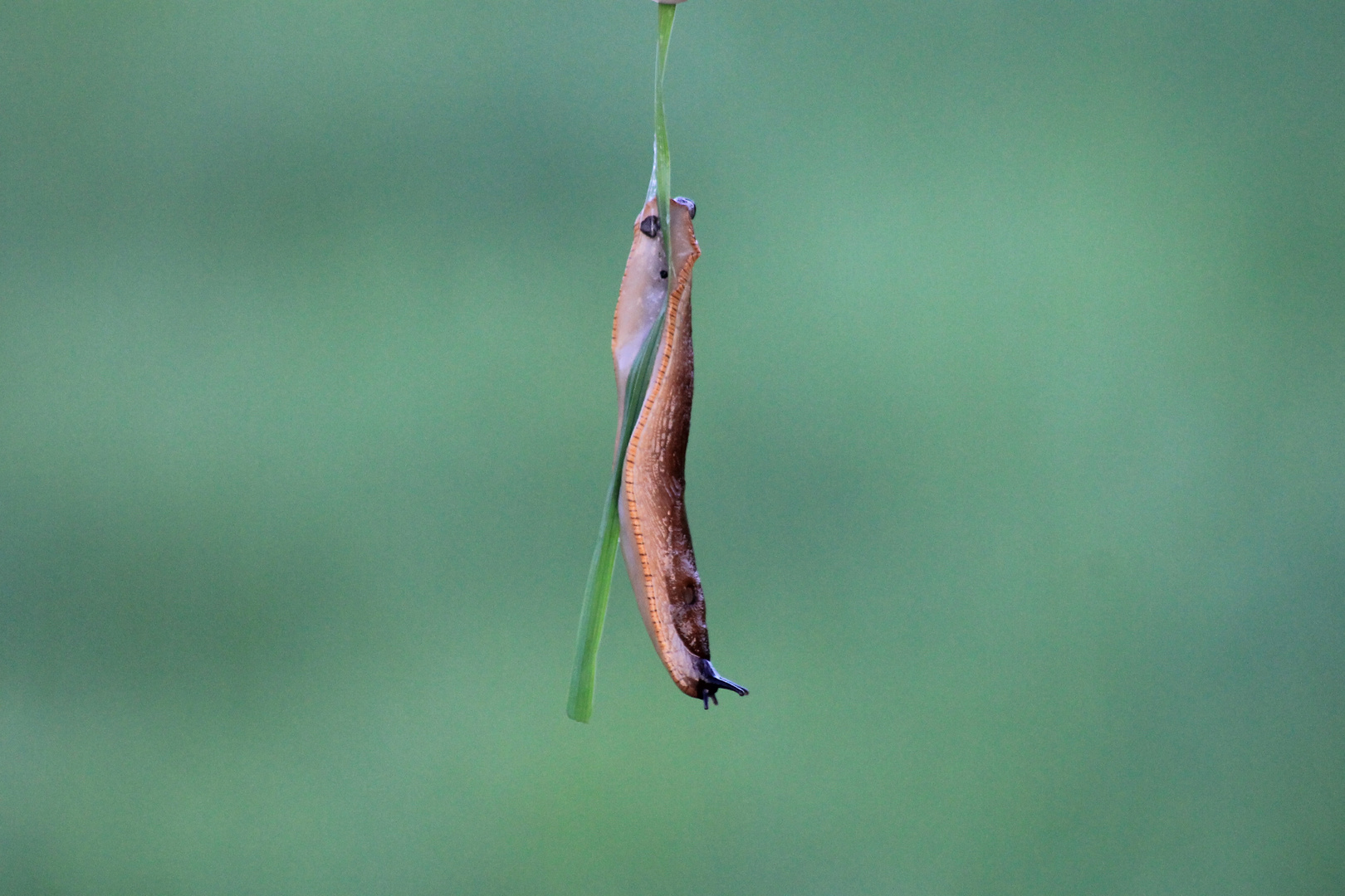 Nacktschnecke am Grashalm