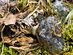 Nacktschnecke auf ???