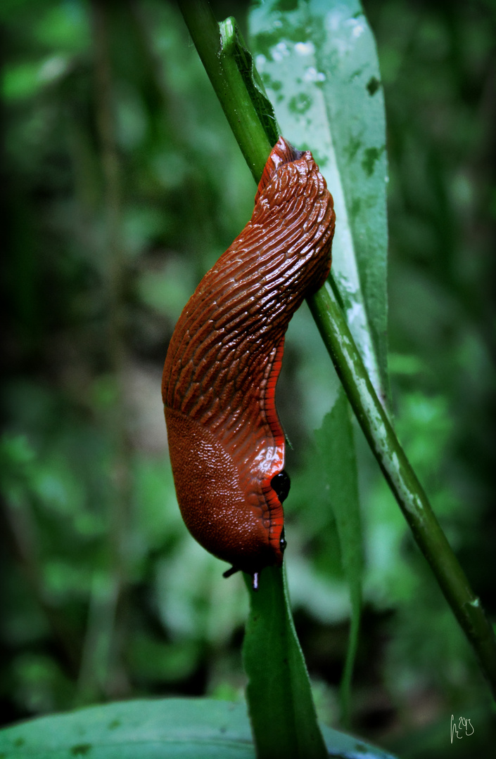 Nacktschnecke auf dem Weg zur Arbeit