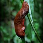 Nacktschnecke auf dem Weg zur Arbeit