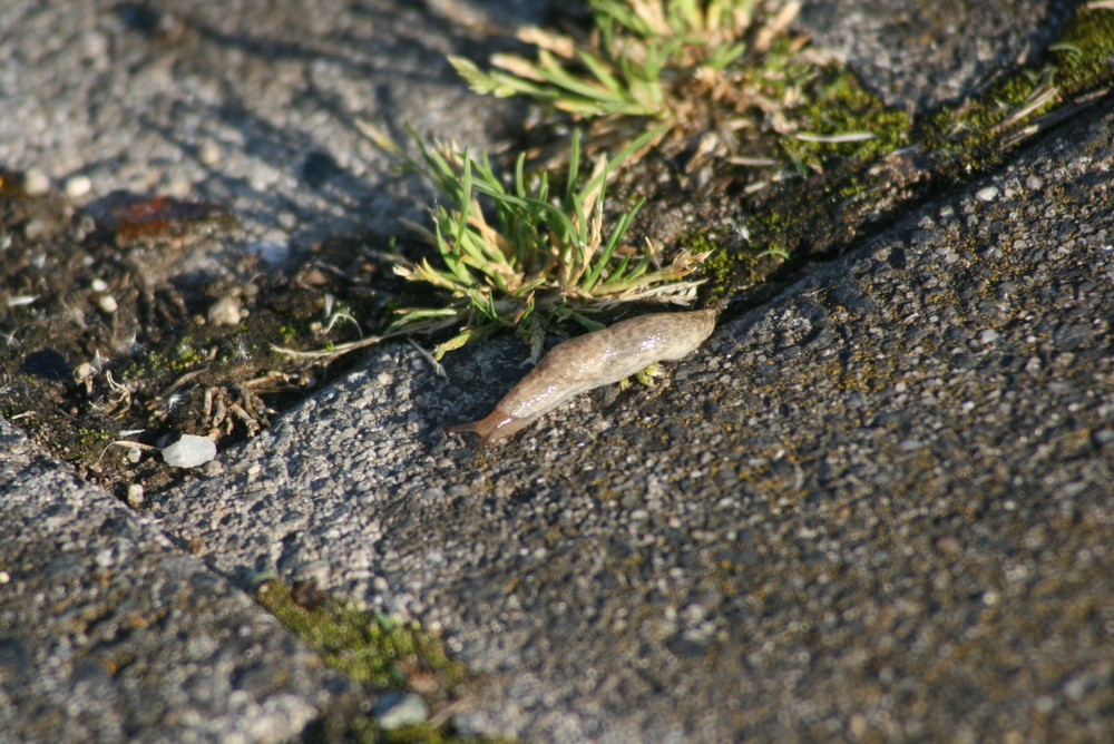 Nacktschnecke auf ihrem Weg