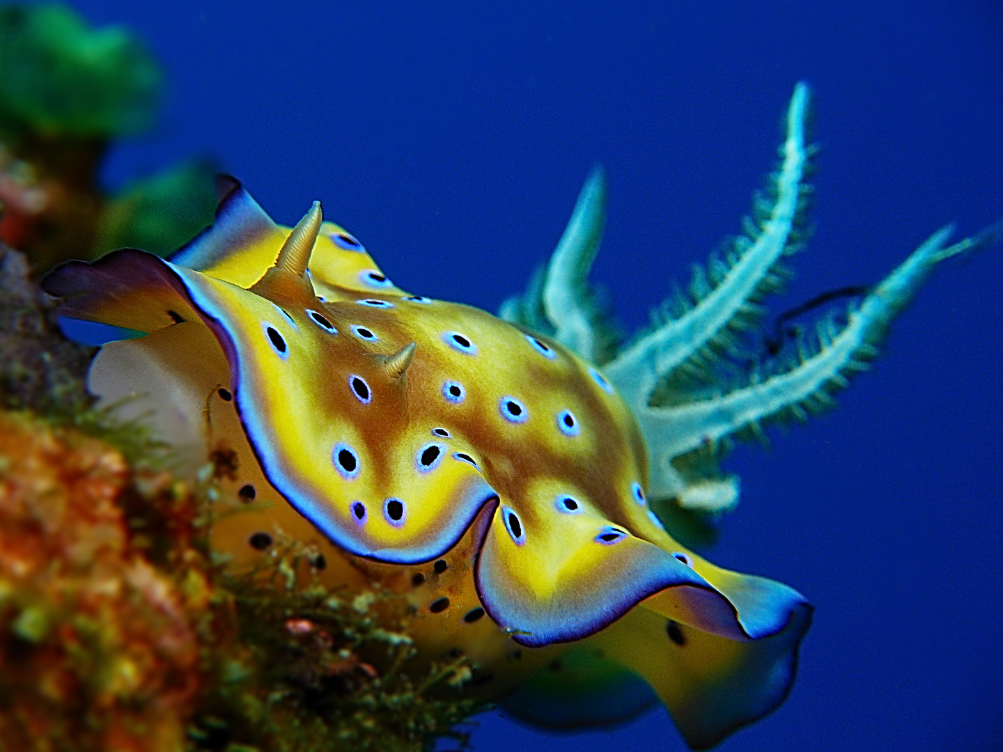 Nacktschnecke aus Bali