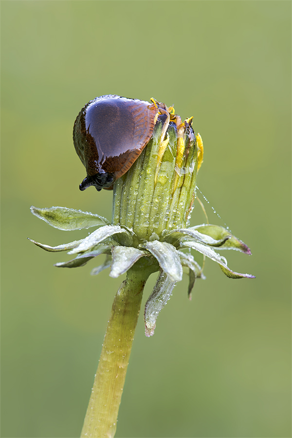 Nacktschnecke