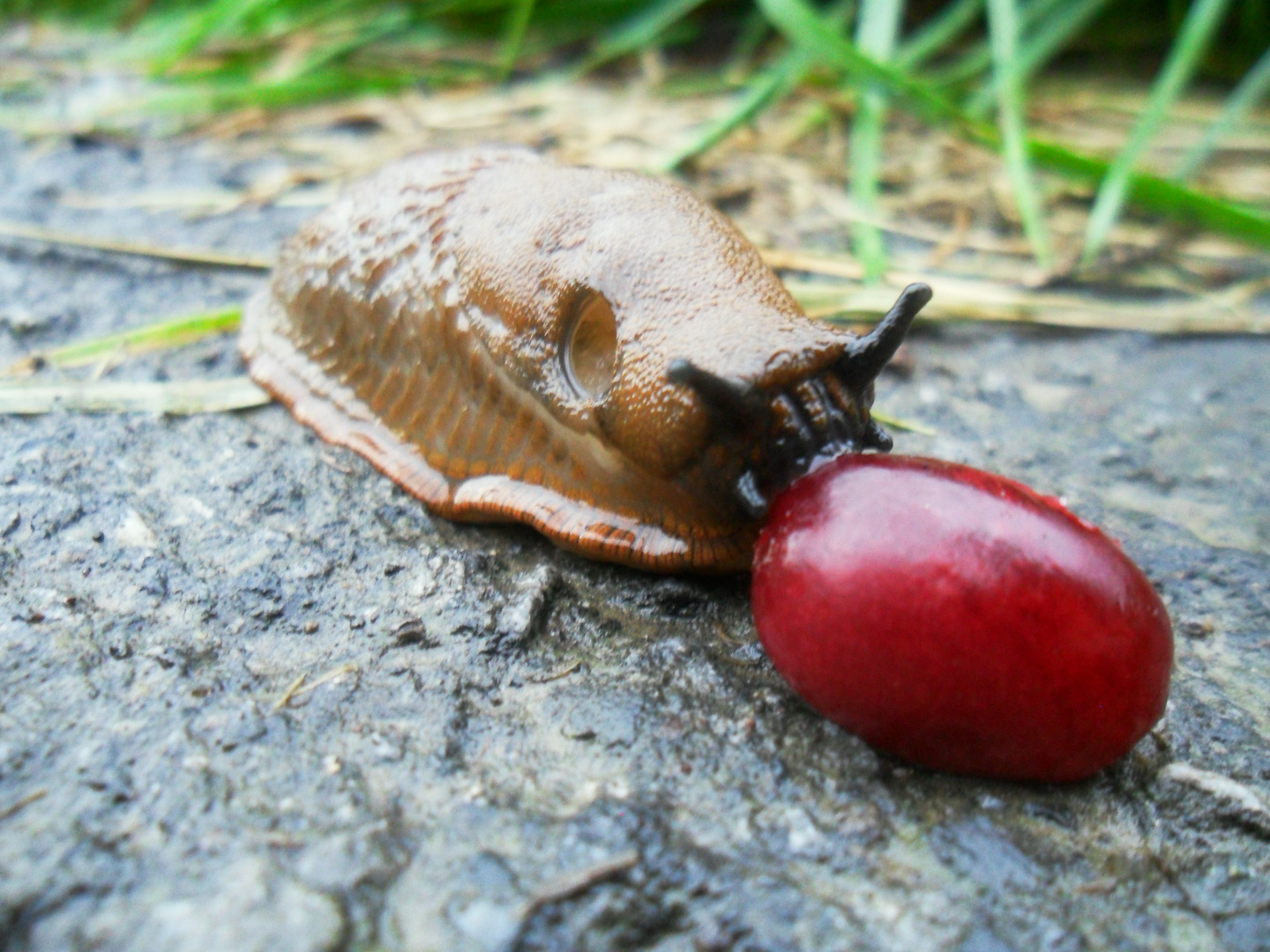 Nacktschnecke