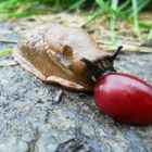 Nacktschnecke